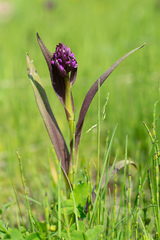 Dactylorhiza incarnata cruenta