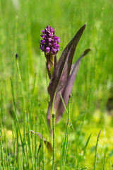 Dactylorhiza incarnata cruenta