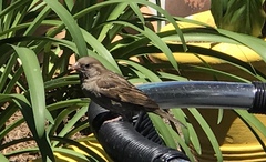 Passer domesticus