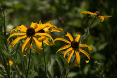 Rudbeckiinae
