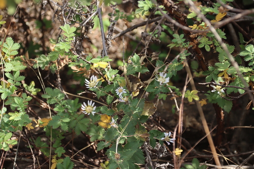 Image of Printzia auriculata by (c) Tony Rebelo, some rights reserved (CC BY-SA)