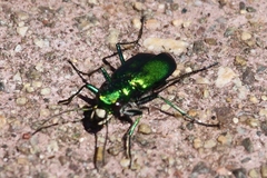 Cicindela denikei