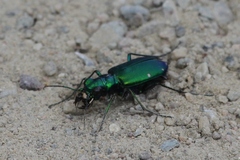 Cicindela denikei