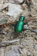 Cicindela denikei