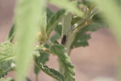 Graphocephala nigrifascia