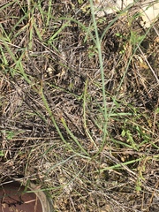 Thelesperma simplicifolium