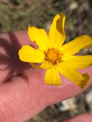 Thelesperma simplicifolium