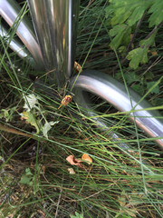 Sympetrum infuscatum