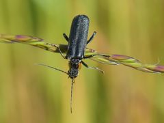 Cantharis obscura