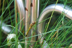 Sympetrum infuscatum