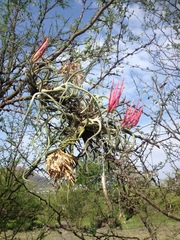 Tillandsia caput-medusae