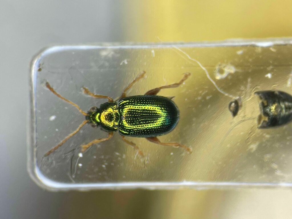 Crepidodera decora