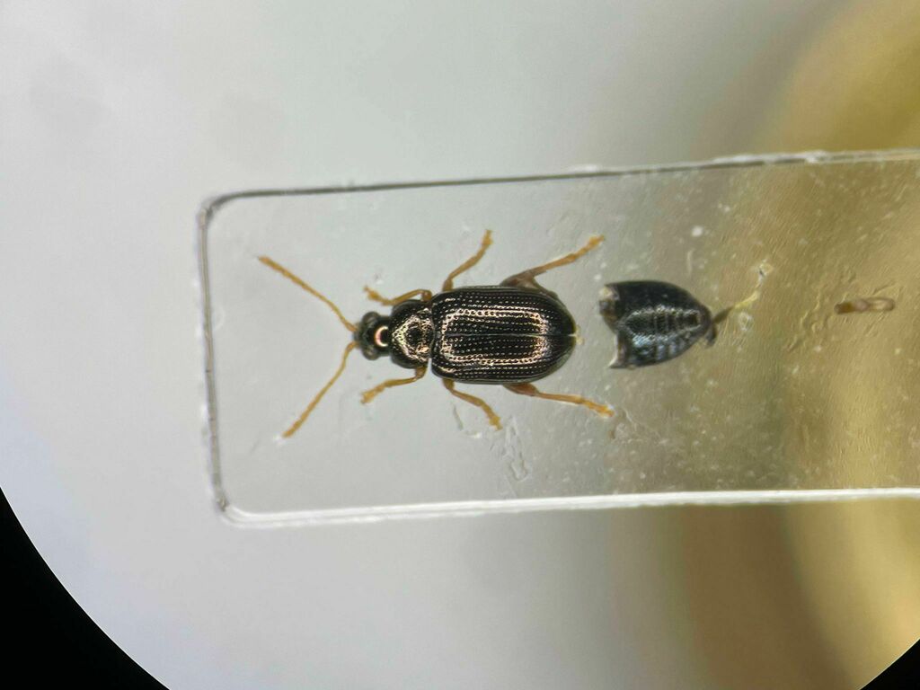 Poplar Flea Beetle