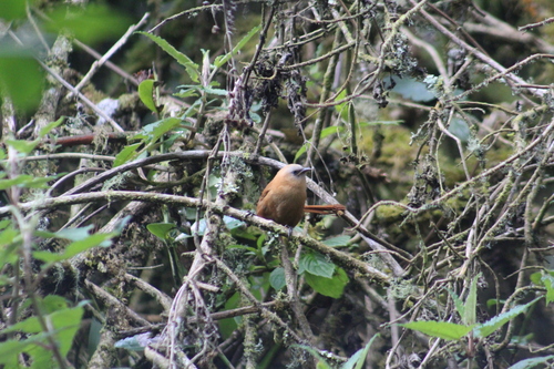 Rufous Wren (Cinnycerthia unirufa), photo 4