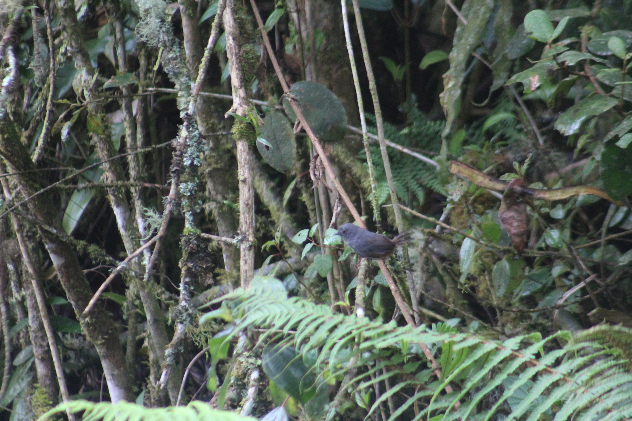 Pale-bellied Tapaculo (Scytalopus griseicollis), photo 1