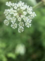 Oenantheae