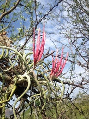 Tillandsia caput-medusae