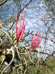 Tillandsia caput-medusae