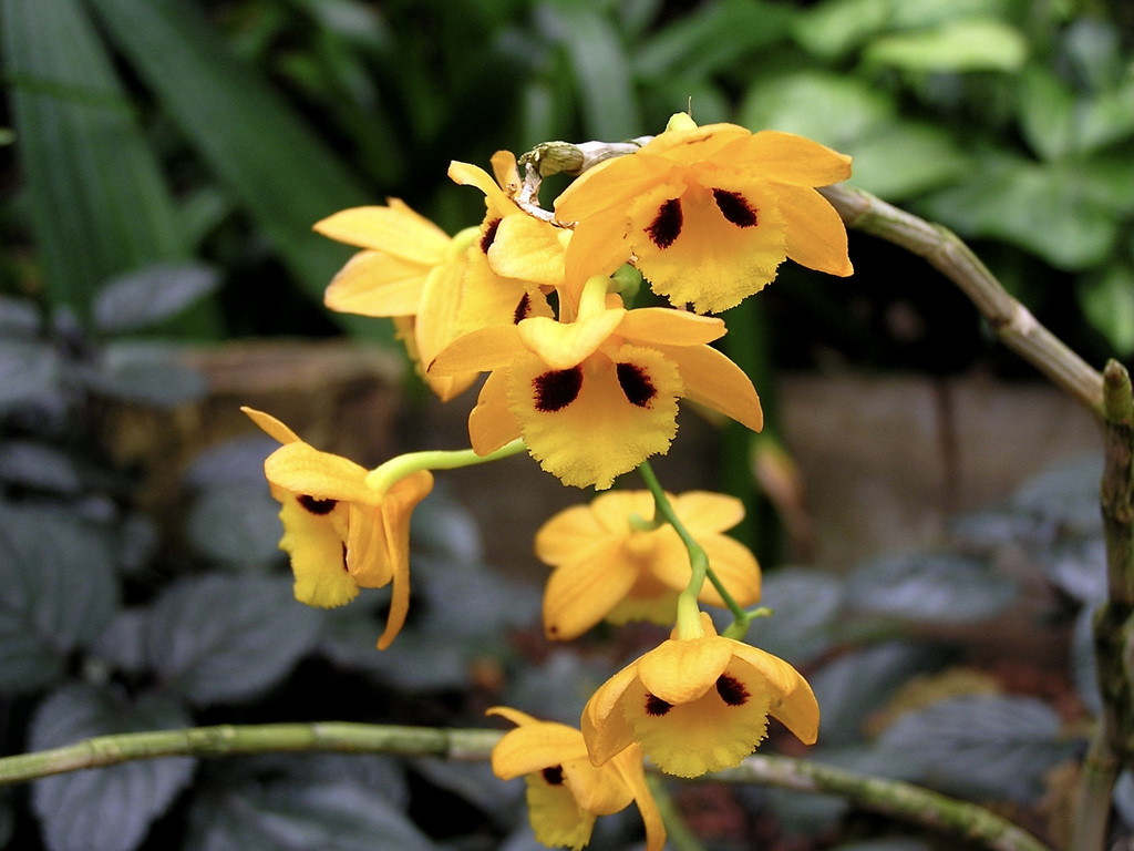 Dendrobium gibsonii Paxton