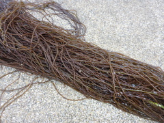 Gracilariopsis