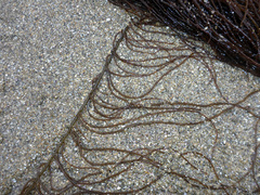 Gracilariopsis