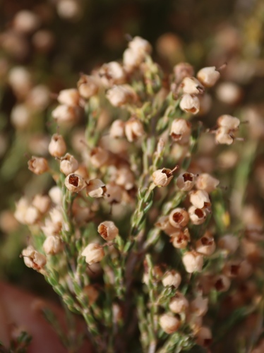 Image of Erica drakensbergensis by (c) Tony Rebelo, some rights reserved (CC BY-SA)