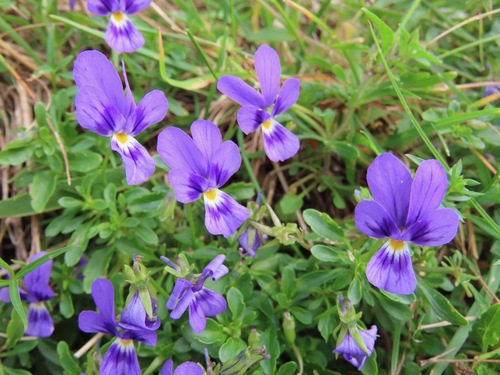 Image of Viola dubyana by (c) Marco Mussita, some rights reserved (CC BY)