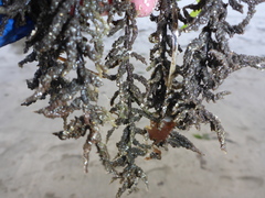 Callithamnion pikeanum