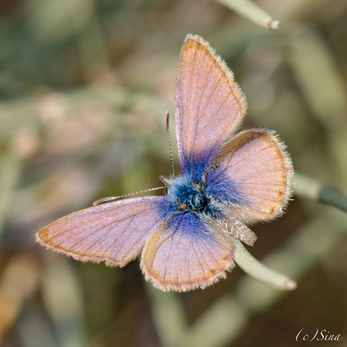 Double-spotted Line Blue