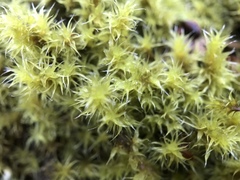 Racomitrium ericoides