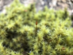 Racomitrium ericoides