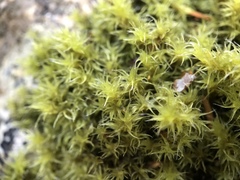 Racomitrium ericoides