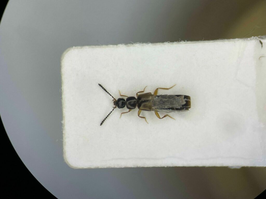Philhygra sparsa