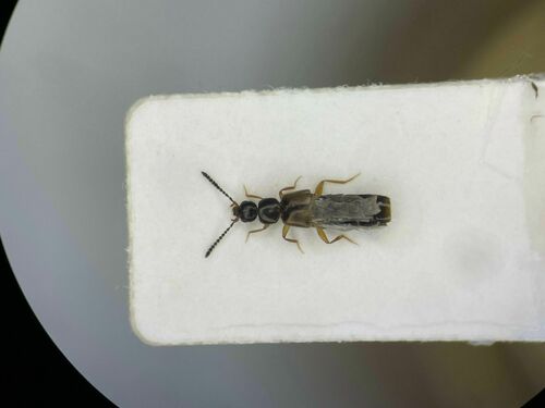 Philhygra sparsa