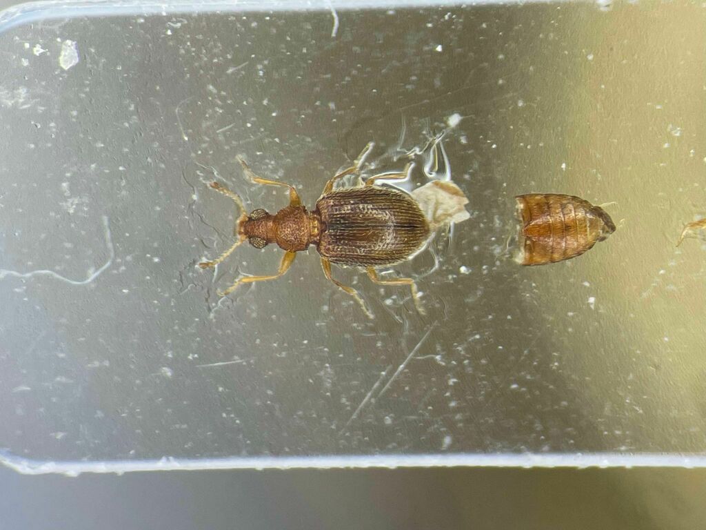Melanophthalma inermis