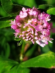 Trifolium pratense