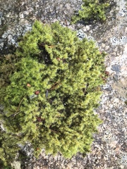 Racomitrium ericoides