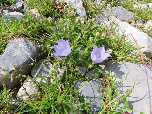Image of Campanula raineri by (c) Marco Mussita, some rights reserved (CC BY)