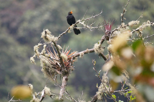 Glossy-black Thrush