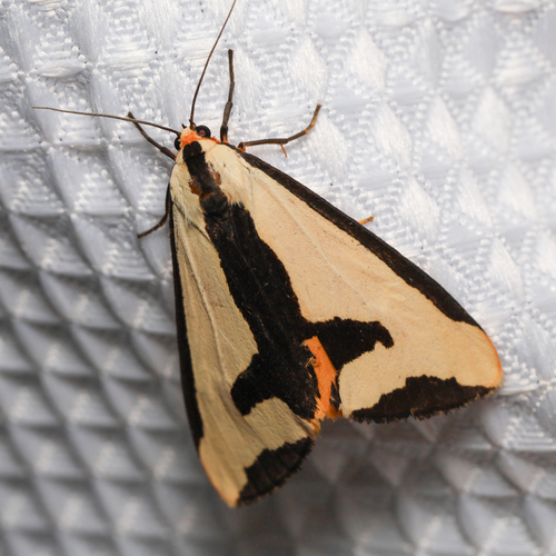 Clymene Moth photo 6