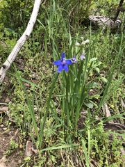 Delphinium bicolor