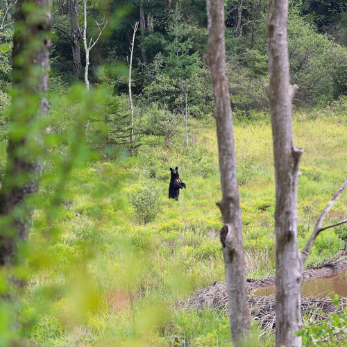 American Black Bear photographed in West Virginia