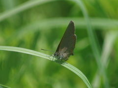 Satyrium titus