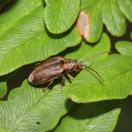 Viburnum Leaf Beetle photo 4
