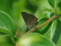 Satyrium titus