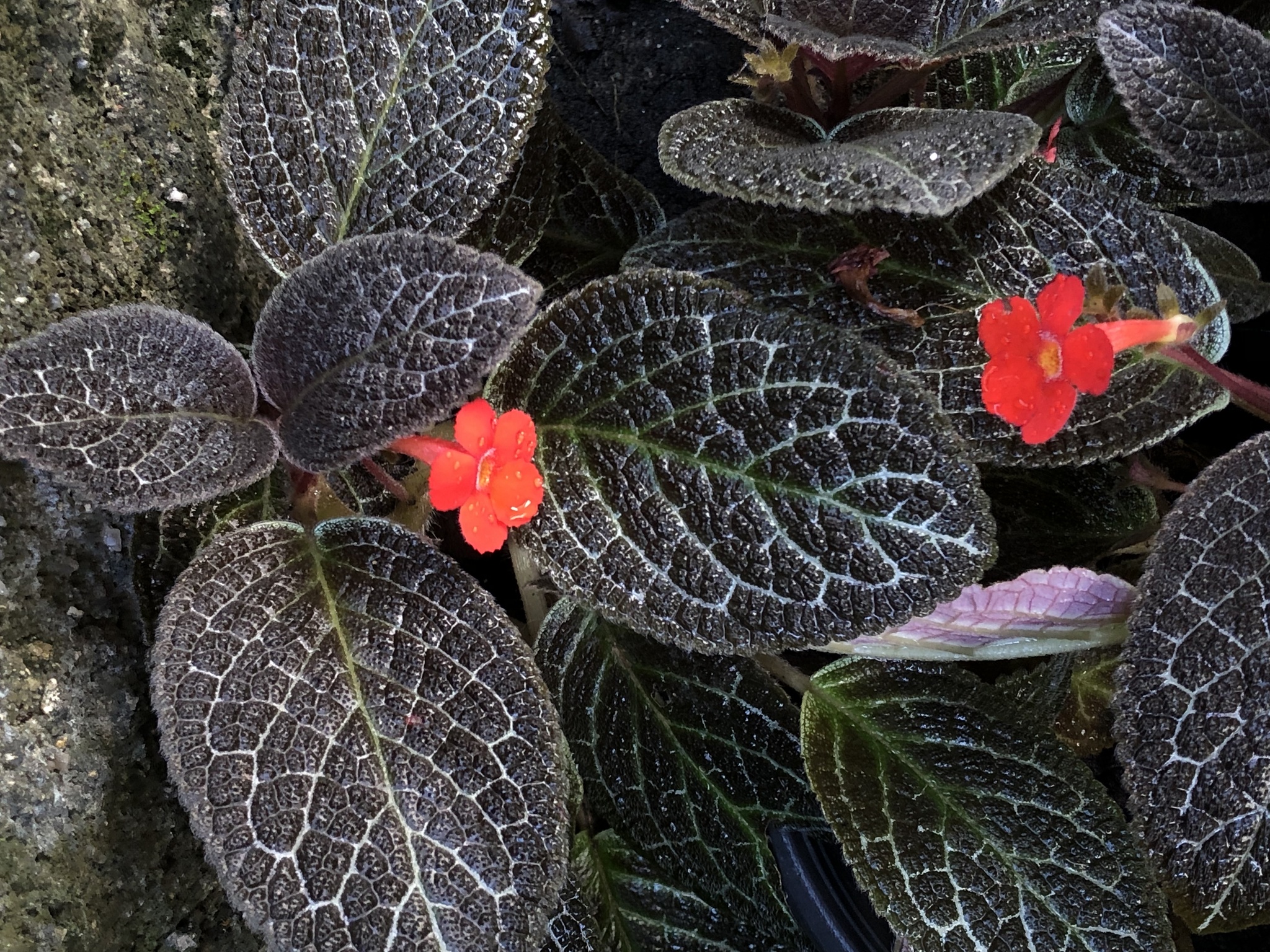 Episcia cupreata