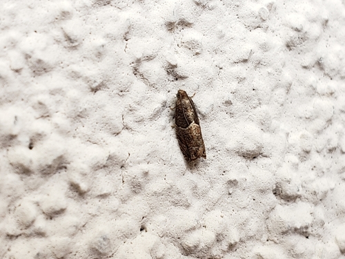 Cotton Tipworm Moth photo 3