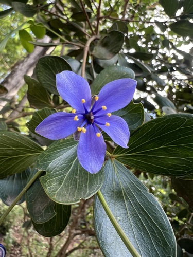 Guaiacum officinale