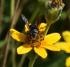 Dianthidium