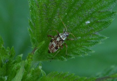 Rhabdomiris striatellus